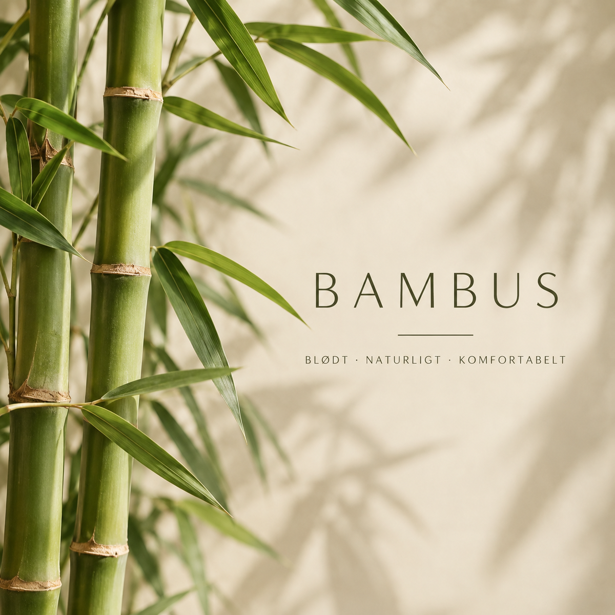 Bambus